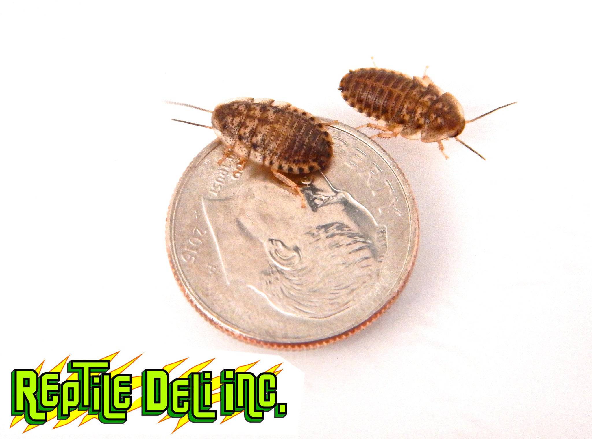 Live Dubia Roaches For Sale: Reptile Deli – Reptile Deli Inc.